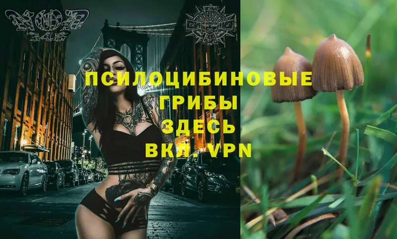 что такое   Инза  Галлюциногенные грибы MAGIC MUSHROOMS 